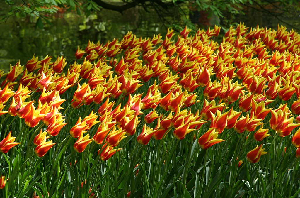 Tulip Mania in Seventeenth-century Amsterdam