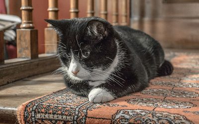 Amsterdam Cat Museum for Cat Lovers