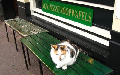 Amsterdam for Cat Spotters and Cat Lovers