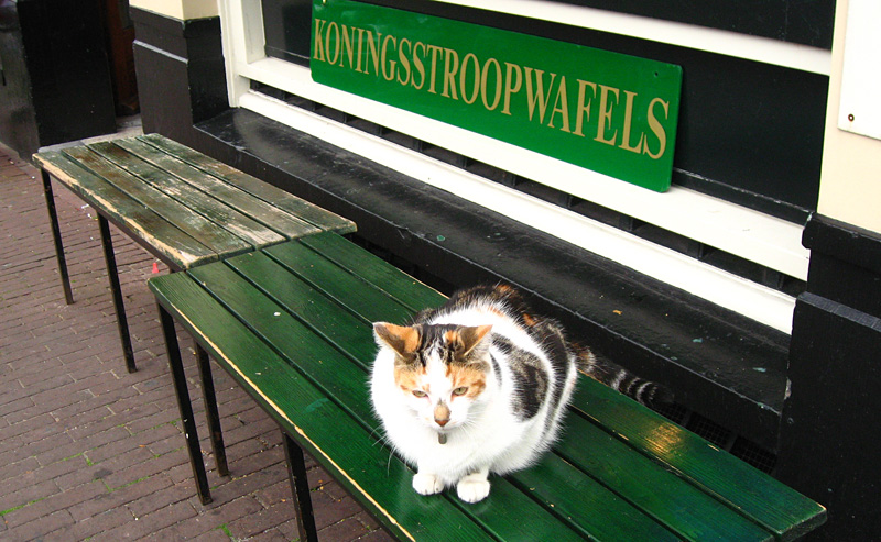 Amsterdam for Cat Spotters and Cat Lovers