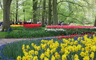 Discover Tulips in Holland with the Tulip Festival Card